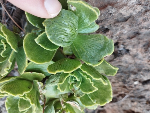 Aeonium smithii