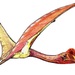 Azhdarchid Pterosaurs - Photo ДиБгд, no known copyright restrictions (public domain)