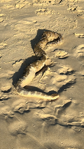 Stokes' Sea Snake sighting