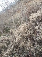 Dichanthelium scoparium