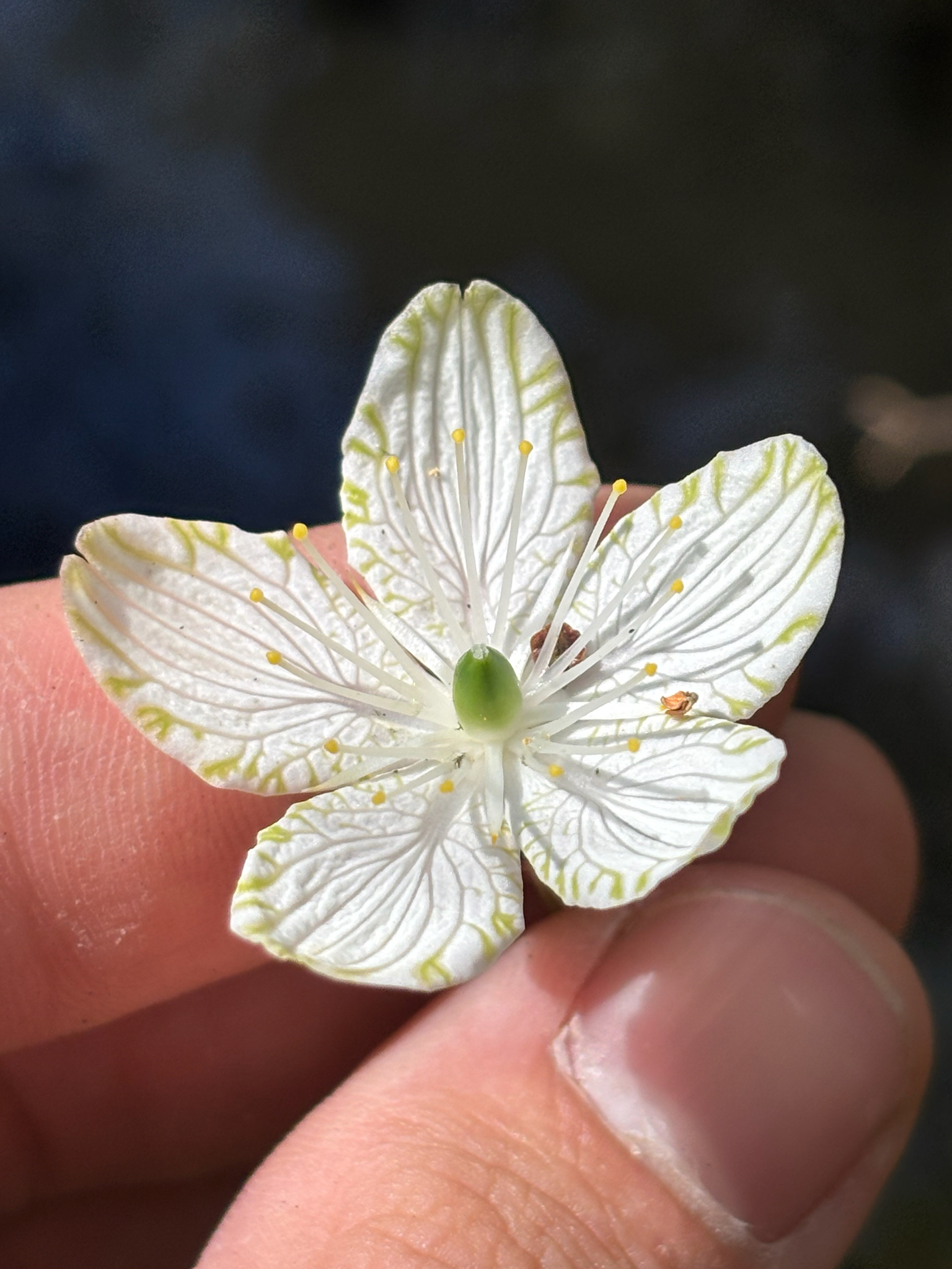 Bigleaf Grass-Of-Parnassus (Parnassia grandifolia)