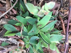 Dichanthelium scoparium