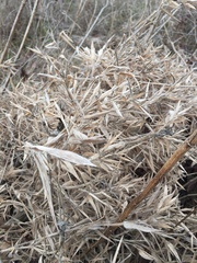 Dichanthelium scoparium