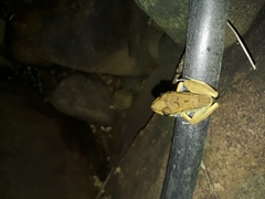 Pristimantis gaigei