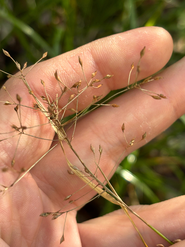 millet beaksedge (Rhynchospora miliacea)