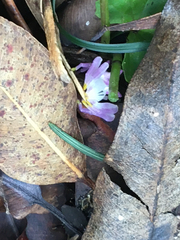 Epicadus heterogaster