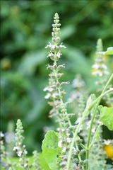 Teucrium vesicarium