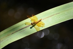 Perithemis icteroptera