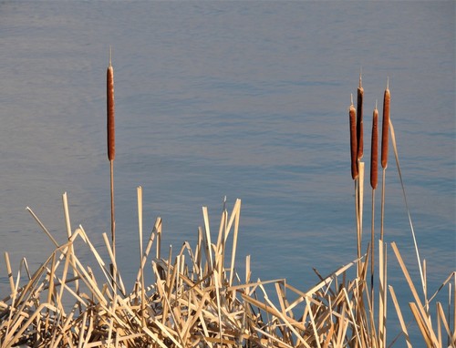 hybrid cattail
