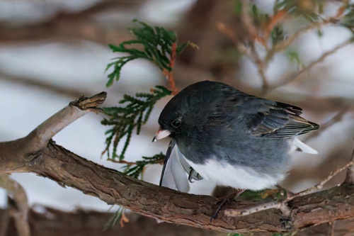 Dark-eyed Junco