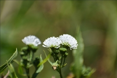 Gymnocoronis spilanthoides