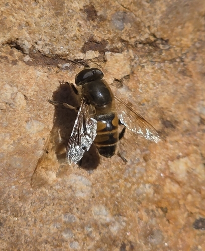 Unknown species found near Millcreek, UT 84124, USA