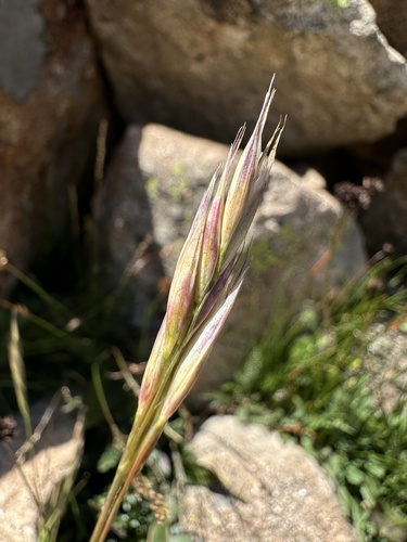 Danthonia intermedia, photograph 5