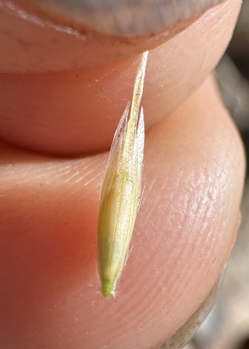 Danthonia intermedia, photograph 6