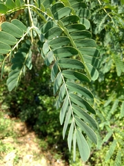 Albizia occidentalis