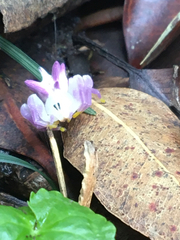 Epicadus heterogaster