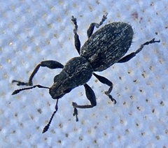 Andrion regensteinense