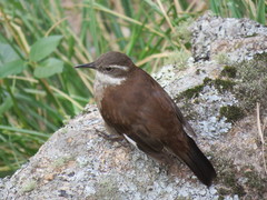 Cinclodes olrogi