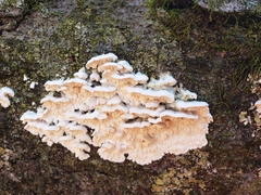 Fungi