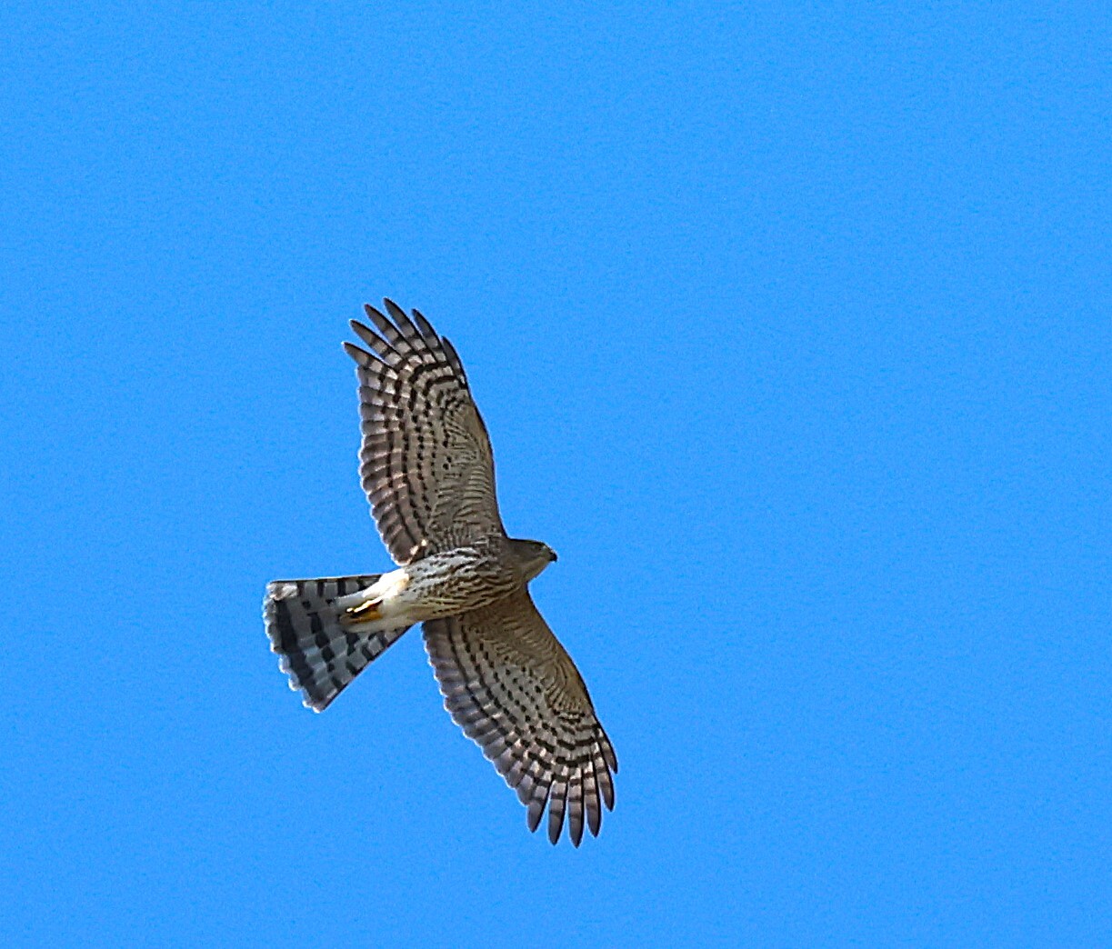 Accipiter striatus velox (A.Wilson, 1812)