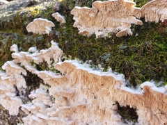 Fungi