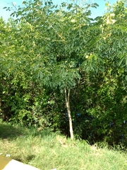 Albizia occidentalis