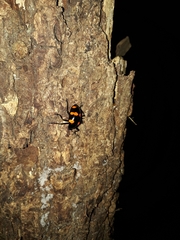 Scaphidomorphus bosci