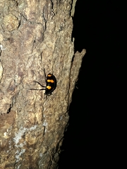 Scaphidomorphus bosci