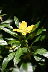 Ludwigia elegans