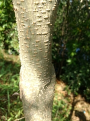 Albizia occidentalis