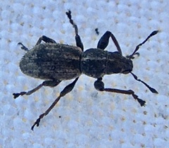 Andrion regensteinense