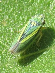 Graphocephala lugubris
