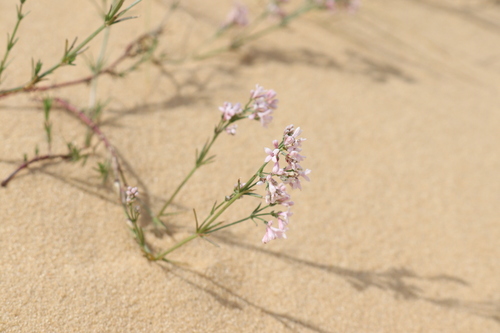 Asperula