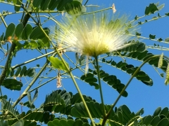 Albizia occidentalis