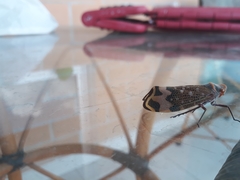 Amantia combusta