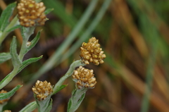 Pseudognaphalium dysodes