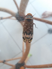Amantia combusta