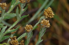 Pseudognaphalium dysodes