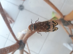 Amantia combusta