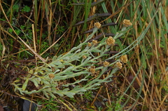 Pseudognaphalium dysodes