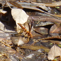 Polistes arizonensis