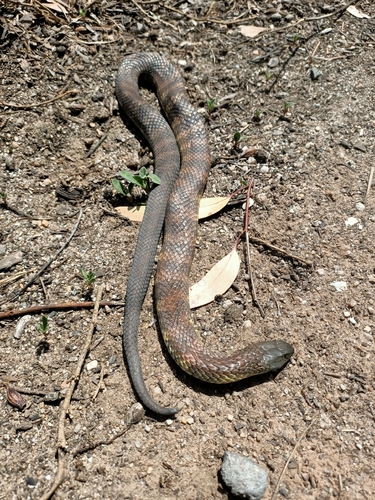 Tiger Snake sighting