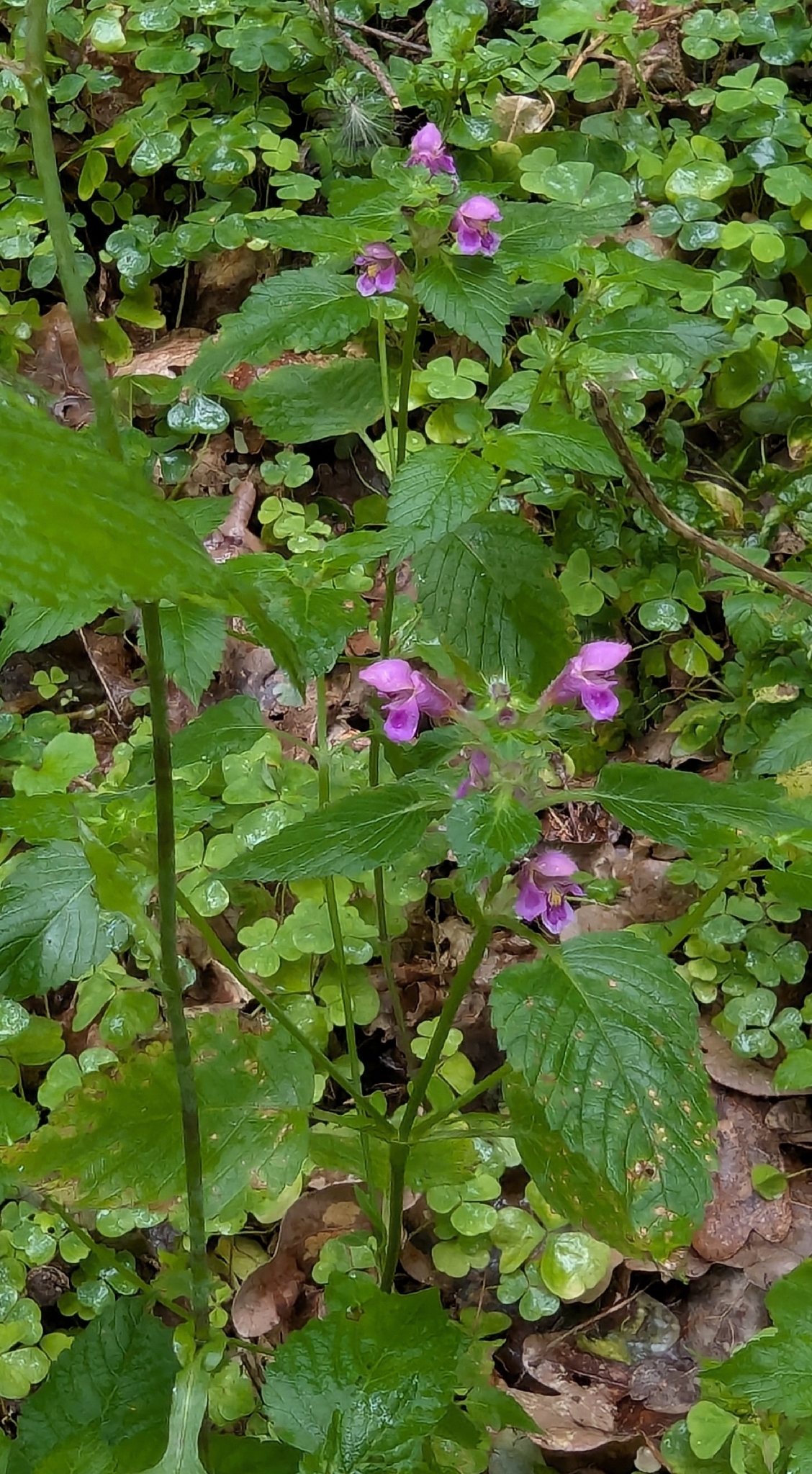 Hairy Hemp-Nettle (Galeopsis pubescens)