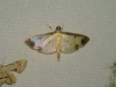 Eulepte concordalis
