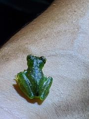 Centrolenidae