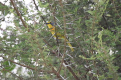 Telophorus sulfureopectus