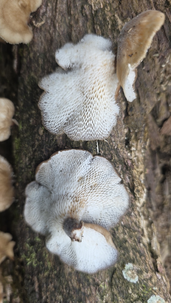 Favolus pseudoprinceps · December 2025 · photo: © heimatlos (iNaturalist, cc0)