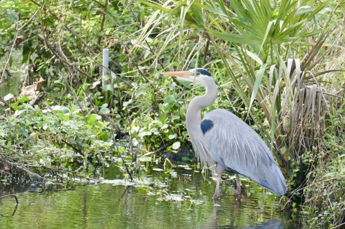 Great Blue Heron