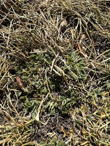 whiproot clover (Trifolium dasyphyllum)