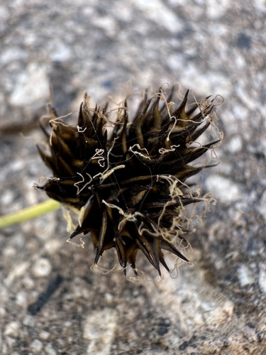 Cloud Sedge (Carex haydeniana)